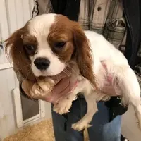Kramer, a male Cavalier King Charles Spaniel for sale in Quakertown, PA – Photo 1 of 6