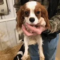 Kramer, a male Cavalier King Charles Spaniel for sale in Quakertown, PA – Photo 3 of 6