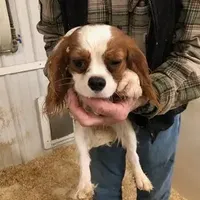 Kramer, a male Cavalier King Charles Spaniel for sale in Quakertown, PA – Photo 5 of 6