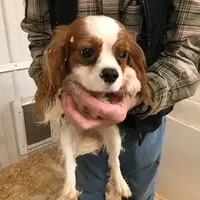 Kramer, a male Cavalier King Charles Spaniel for sale in Quakertown, PA – Photo 4 of 6