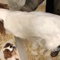 Kramer, a male Cavalier King Charles Spaniel for sale in Quakertown, PA – Photo 6 of 6