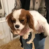 Kramer, a male Cavalier King Charles Spaniel for sale in Quakertown, PA – Photo 2 of 6