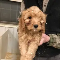 Caramel, a male Cavapoo for sale in Quakertown, PA – Photo 5 of 6