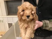 processed/08914509-a7d1-4905-99e8-0a5586a61b96/listing/7d4addb7-7b0c-40f0-b58a-f955dc006c99/1988b931-3a42-4b2e-b3a0-c098e9c849bf