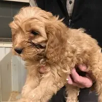 Caramel, a male Cavapoo for sale in Quakertown, PA – Photo 2 of 6