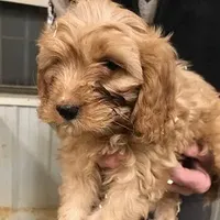 Caramel, a male Cavapoo for sale in Quakertown, PA – Photo 1 of 6