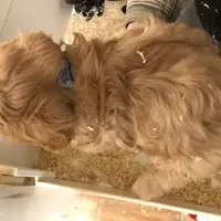 Caramel, a male Cavapoo for sale in Quakertown, PA – Photo 6 of 6