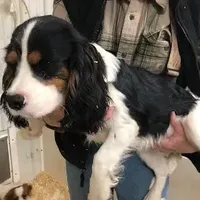 Delbert, a male Cavalier King Charles Spaniel for sale in Quakertown, PA – Photo 5 of 6