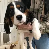 Delbert, a male Cavalier King Charles Spaniel for sale in Quakertown, PA – Photo 1 of 6