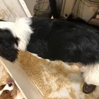 Delbert, a male Cavalier King Charles Spaniel for sale in Quakertown, PA – Photo 4 of 6