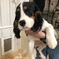 Delbert, a male Cavalier King Charles Spaniel for sale in Quakertown, PA – Photo 3 of 6