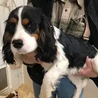 Delbert, a male Cavalier King Charles Spaniel for sale in Quakertown, PA – Photo 6 of 6