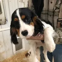 Delbert, a male Cavalier King Charles Spaniel for sale in Quakertown, PA – Photo 2 of 6