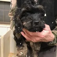 Crunch, a male Cavapoo for sale in Quakertown, PA – Photo 5 of 6