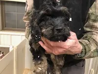 Crunch, a male Cavapoo for sale in Quakertown, PA – Photo 5 of 6