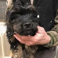 Crunch, a male Cavapoo for sale in Quakertown, PA – Photo 4 of 6