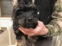 Crunch, a male Cavapoo for sale in Quakertown, PA – Photo 4 of 6