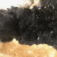 Crunch, a male Cavapoo for sale in Quakertown, PA – Photo 6 of 6