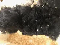 Crunch, a male Cavapoo for sale in Quakertown, PA – Photo 6 of 6