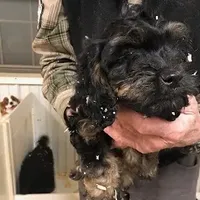 Crunch, a male Cavapoo for sale in Quakertown, PA – Photo 3 of 6