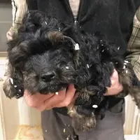 Crunch, a male Cavapoo for sale in Quakertown, PA – Photo 1 of 6