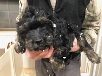 Crunch, a male Cavapoo for sale in Quakertown, PA – Photo 1 of 6