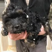 Crunch, a male Cavapoo for sale in Quakertown, PA – Photo 2 of 6