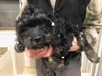 Crunch, a male Cavapoo for sale in Quakertown, PA – Photo 2 of 6