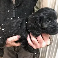 Cranberry, a female Cavapoo for sale in Quakertown, PA – Photo 3 of 6