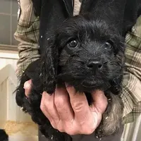 Cranberry, a female Cavapoo for sale in Quakertown, PA – Photo 4 of 6