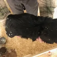 Cranberry, a female Cavapoo for sale in Quakertown, PA – Photo 6 of 6