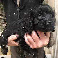 Cranberry, a female Cavapoo for sale in Quakertown, PA – Photo 1 of 6