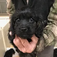 Cranberry, a female Cavapoo for sale in Quakertown, PA – Photo 5 of 6