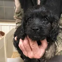 Cranberry, a female Cavapoo for sale in Quakertown, PA – Photo 2 of 6