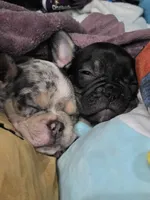 Pepper, a male French Bulldog for sale in Edmond, OK – 3 of 4