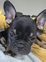 Pepper, a male French Bulldog for sale in Edmond, OK – 4 of 4