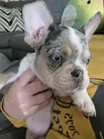 Oreo, a male French Bulldog for sale in Edmond, OK – 1 of 4