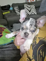 Oreo, a male French Bulldog for sale in Edmond, OK – 2 of 4