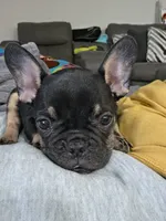 Pepper, a male French Bulldog for sale in Edmond, OK – 1 of 4