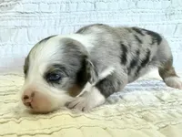 Ranger, a male Miniature Australian Shepherd for sale in Holland, MI – Photo 1 of 2