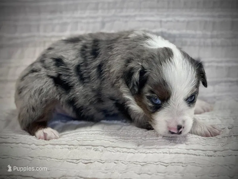 Ranger – Miniature Australian Shepherd puppy for sale in Holland, MI