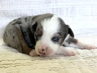 Ranger, a male Miniature Australian Shepherd for sale in Holland, MI – Photo 2 of 2