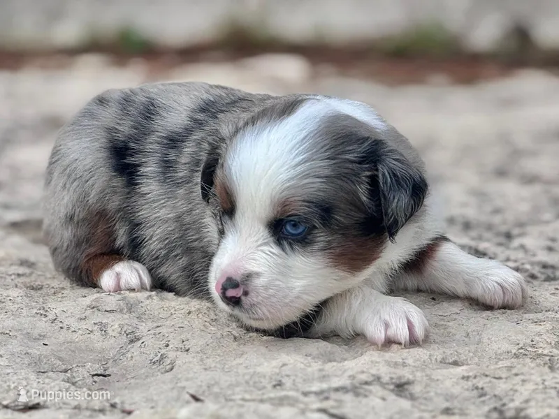 Ranger – Miniature Australian Shepherd puppy for sale in Holland, MI