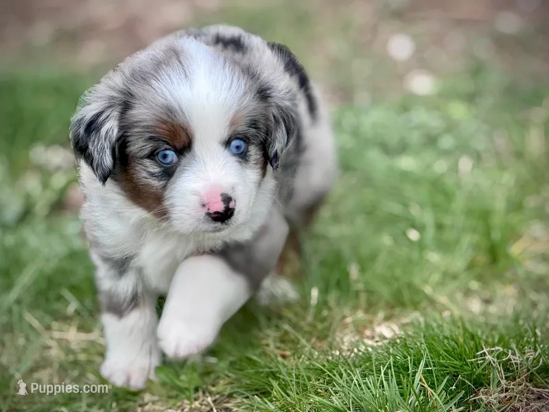 Ranger – Miniature Australian Shepherd puppy for sale in Holland, MI