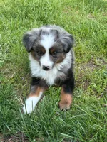 River, a male Miniature Australian Shepherd for sale in Holland, MI – 2 of 3