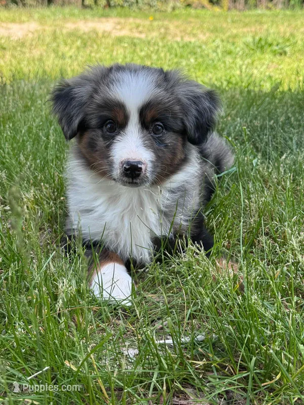 River – Miniature Australian Shepherd puppy for sale in Holland, MI