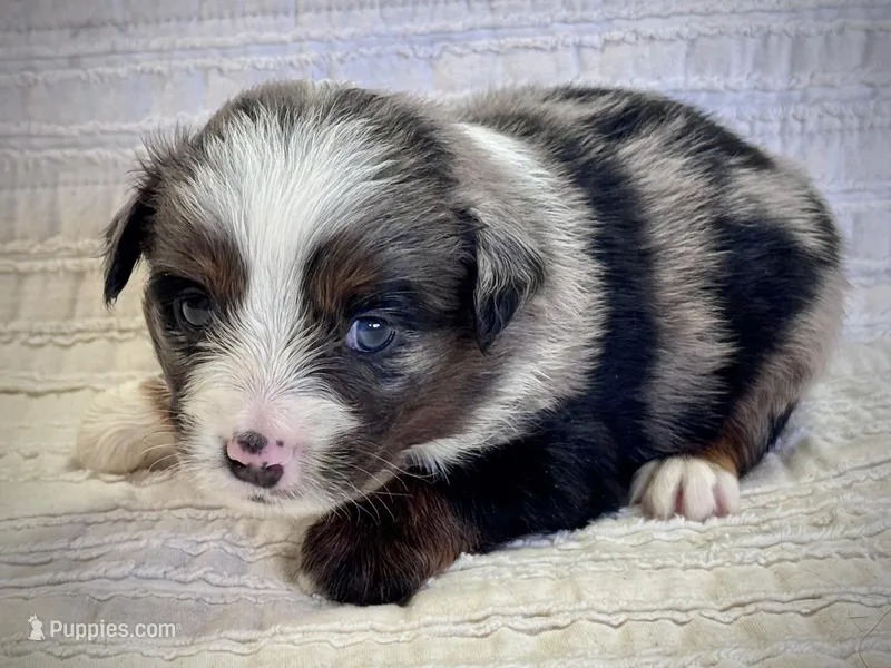 River – Miniature Australian Shepherd puppy for sale in Holland, MI