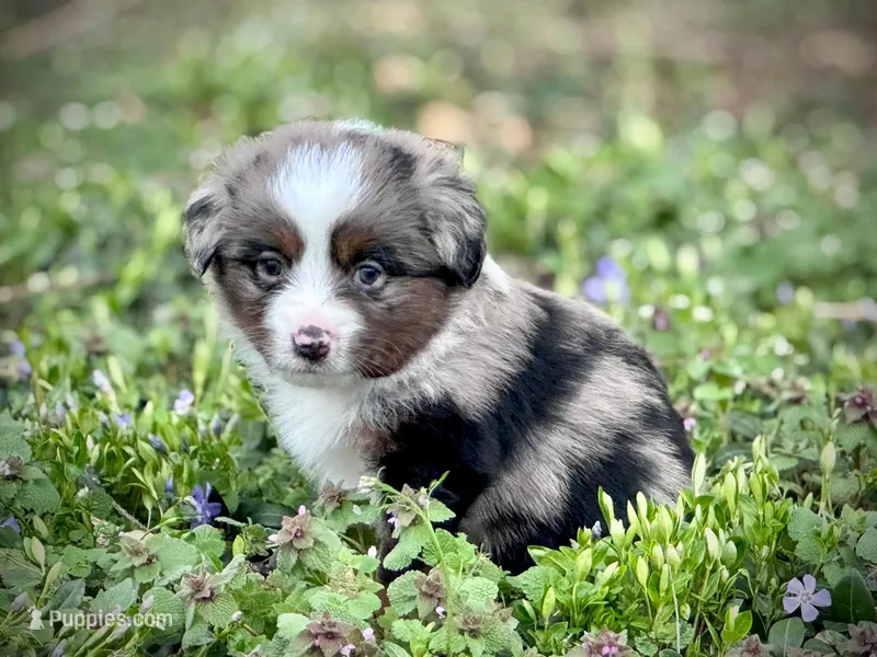 River – Miniature Australian Shepherd puppy for sale in Holland, MI