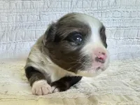 River, a male Miniature Australian Shepherd for sale in Holland, MI – Photo 2 of 2