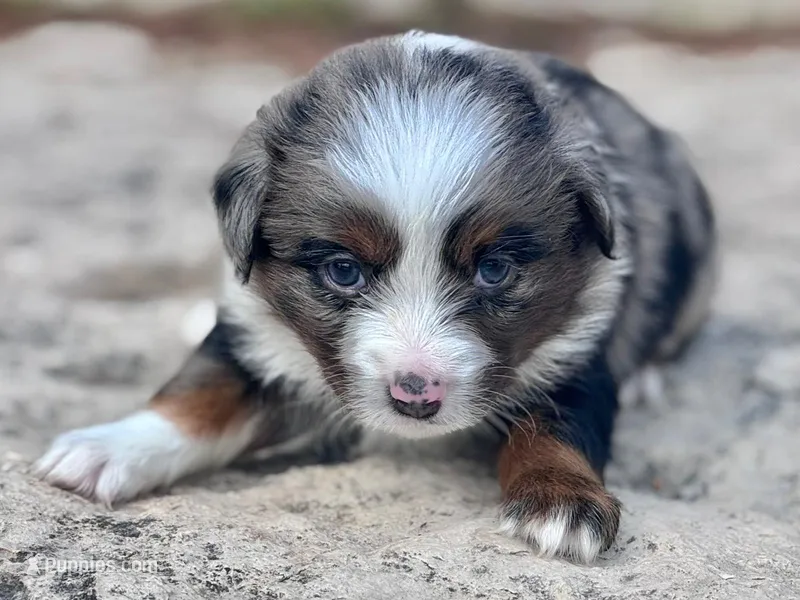 River – Miniature Australian Shepherd puppy for sale in Holland, MI